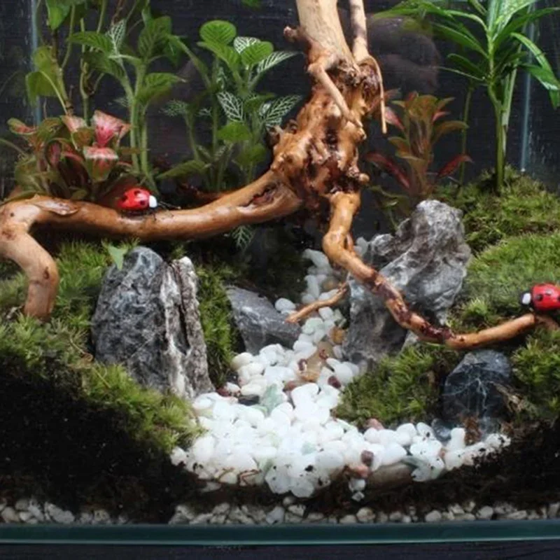ต้นไม้ธรรมชาติลำต้นไม้ดริฟท์วู - Marine Aquarium For Sale บทวิจารณ์และราคา