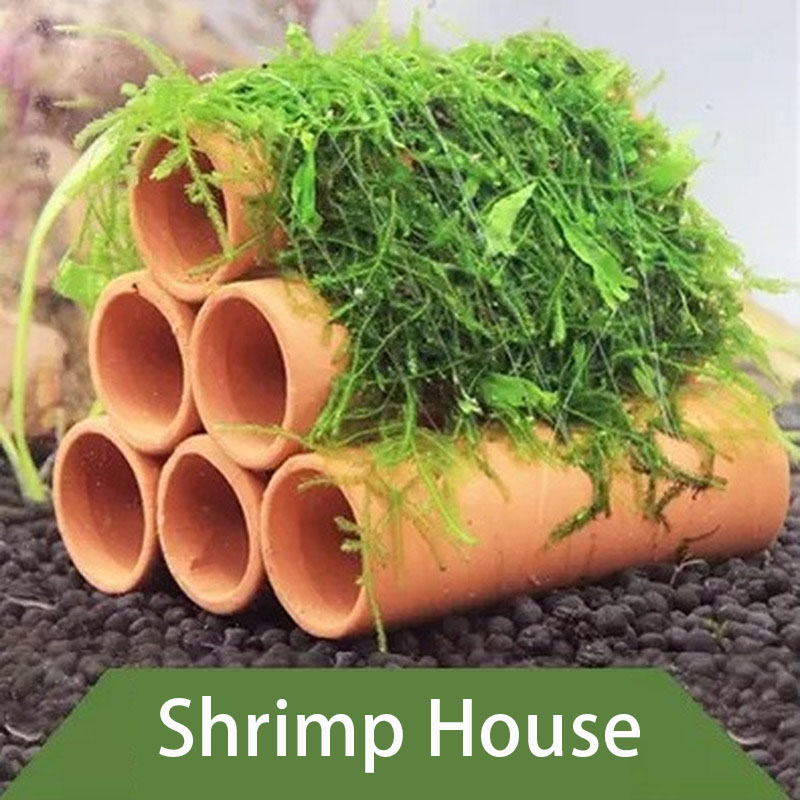 Clay Aquarium ตกแต่งปลากุ้งเล่ - Marine Aquarium For Sale บทวิจารณ์และราคา