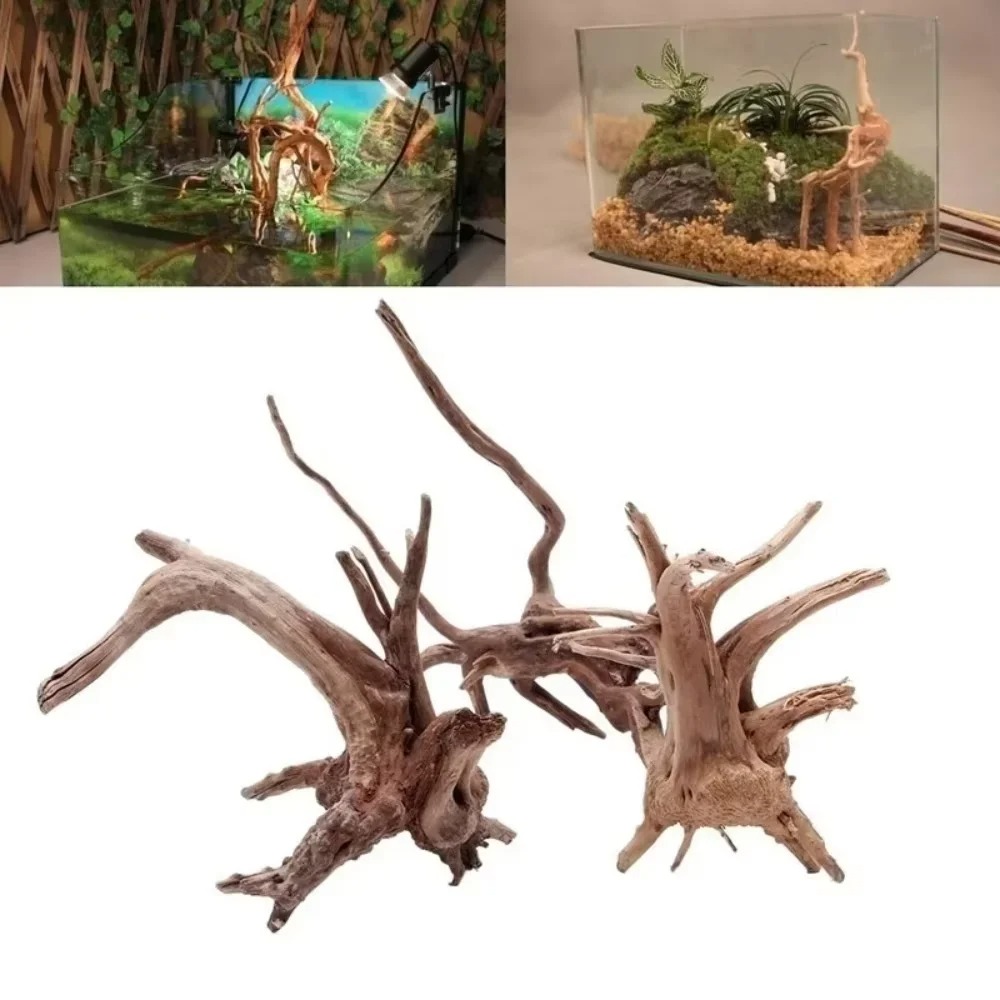 (15-20 ซม.) ไม้ลอยน้ำธรรมชาติส - Aquarium Marine Fish บทวิจารณ์และราคา