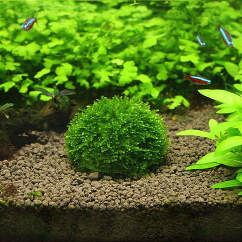โดมมอสพลาสติกแบบแขวนรูปครึ่งวง - Marine Aquarium For Sale บทวิจารณ์และราคา