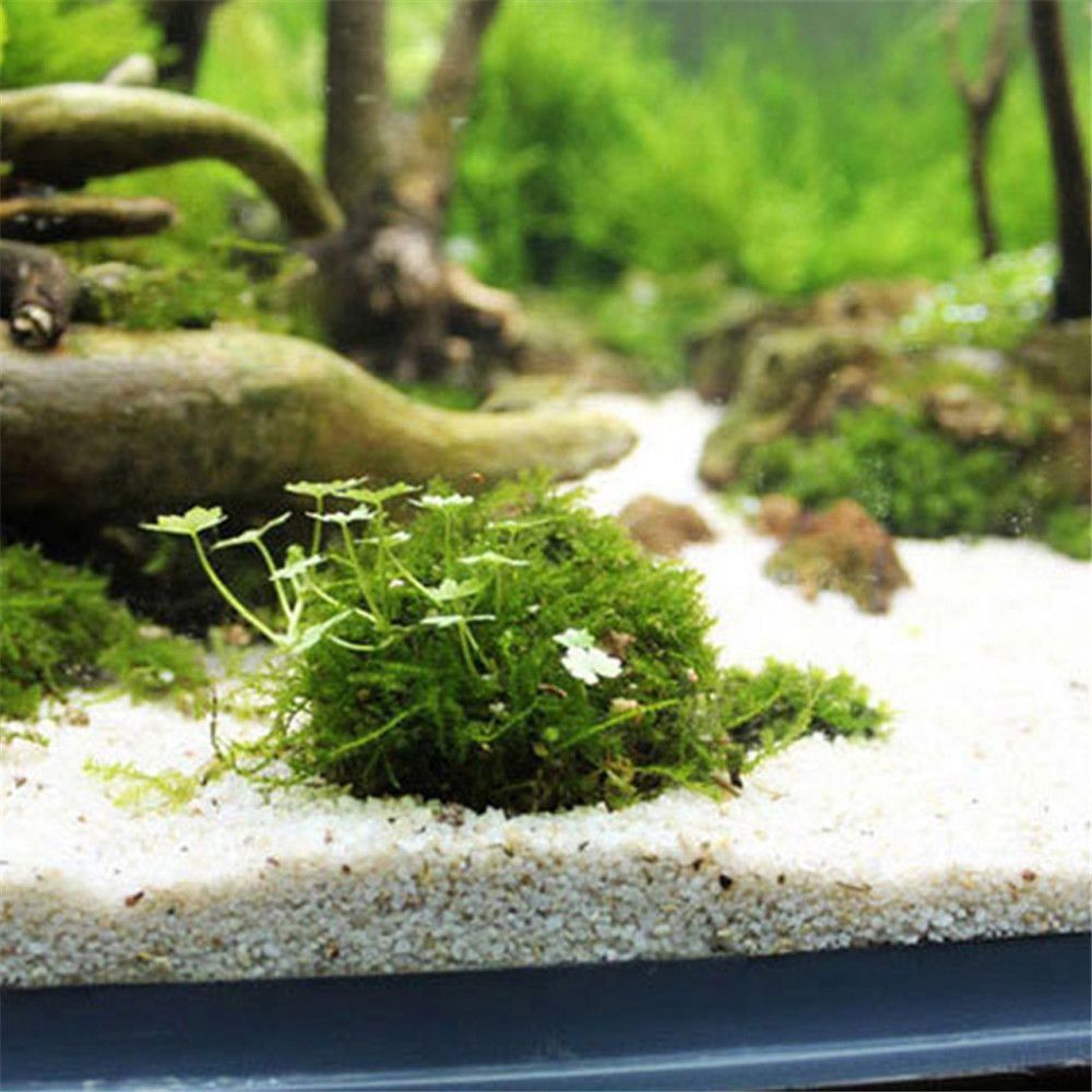 โดมมอสพลาสติกแบบแขวนรูปครึ่งวง - Marine Aquarium For Sale บทวิจารณ์และราคา